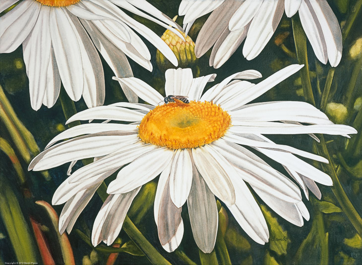 Big Shasta Daisies