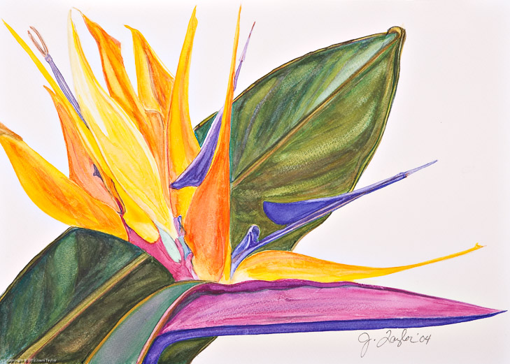 Bird of Paradise I