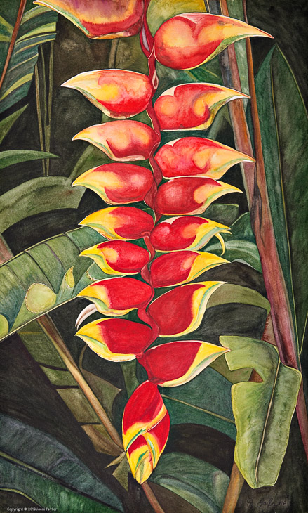 Hanging Heliconia