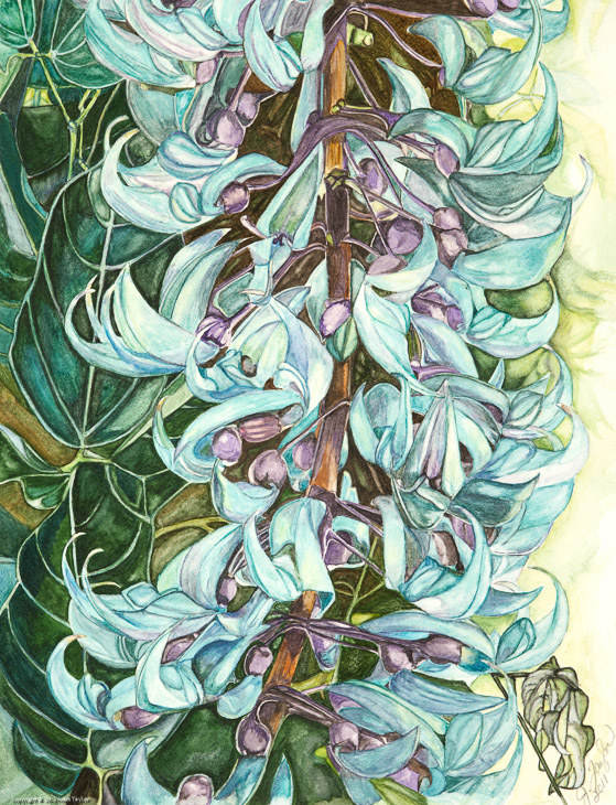 Jade Vine