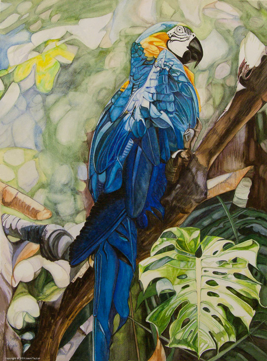 Blue Macaw