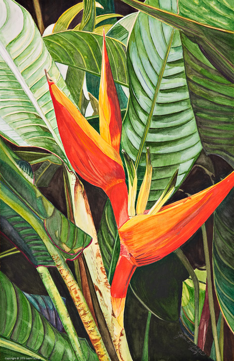 Orange Psitticorum Heliconia