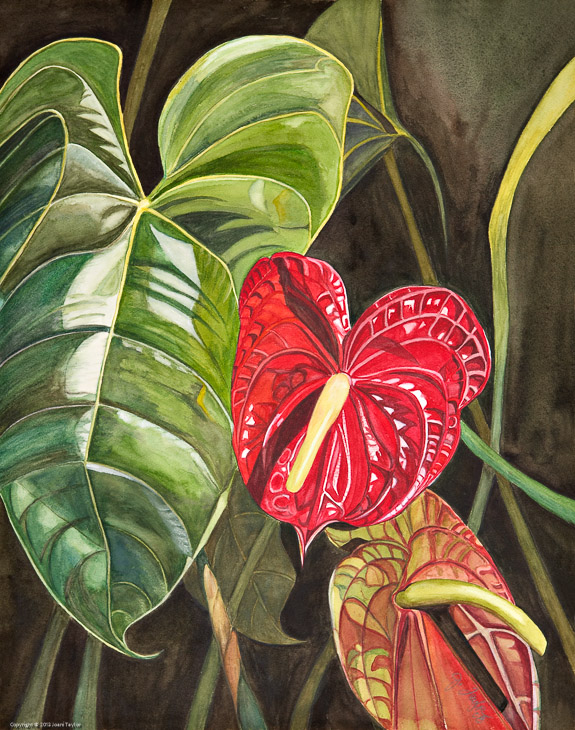 Red Anthuriums