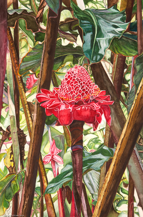 Torch Ginger