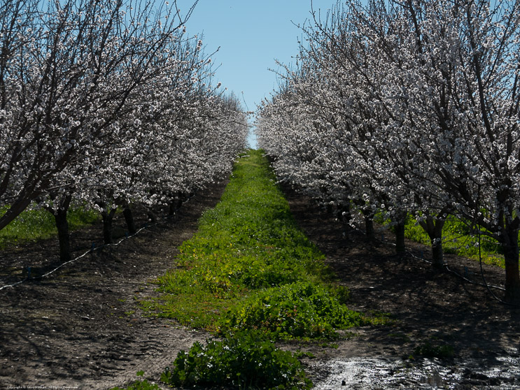 Spring Blossoms along 26 Mile Road Stanislaus County