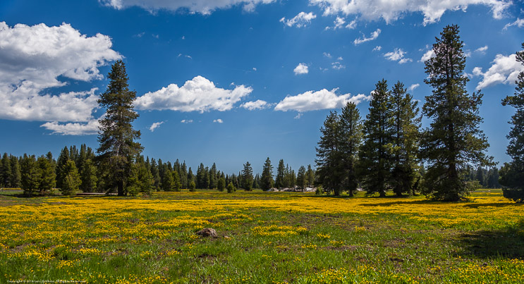 Meadow at Bear Valley