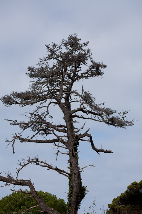 Botanical Garden - Fort Bragg