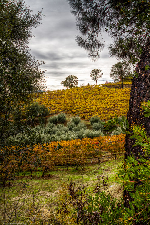Fall Color at Broll Mountain Vineyards V