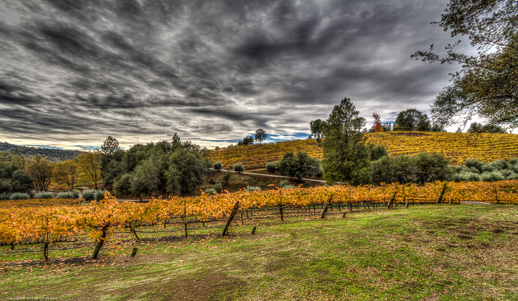 Fall Color at Broll Mountain Vineyards III