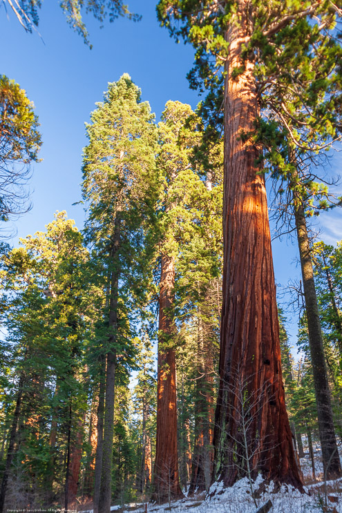 Calaveras Big Trees State Park