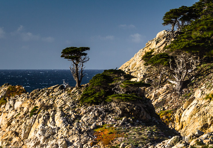 Lone Cypress