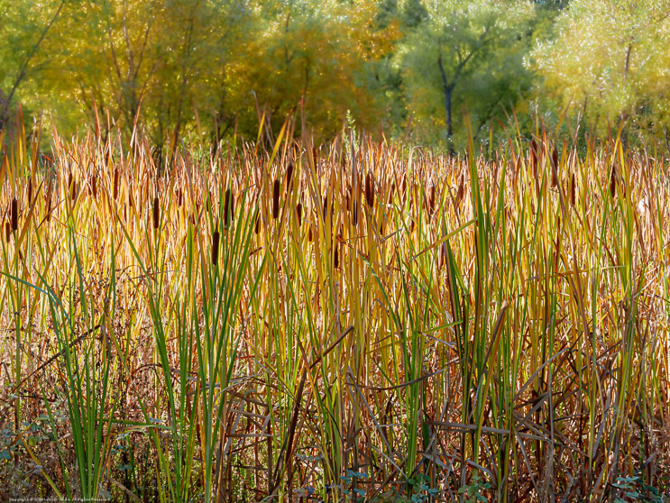 Cattails in Fall along Angels Creek