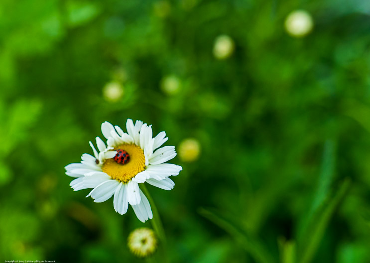 Daisy and Ladybug