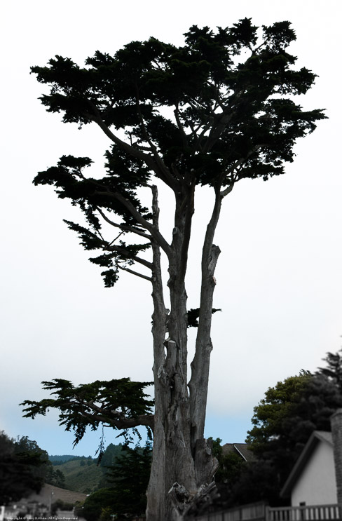 Lone Giant Cypress, Half Moon Bay