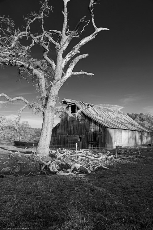 Barn and Oak on Dogtown Road