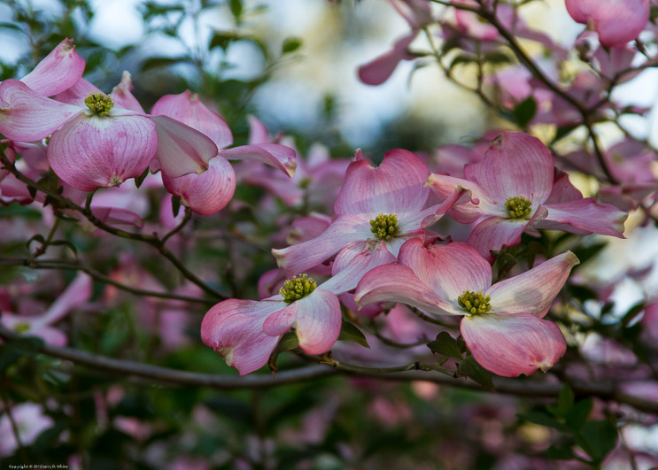 Dogwood in Bloom