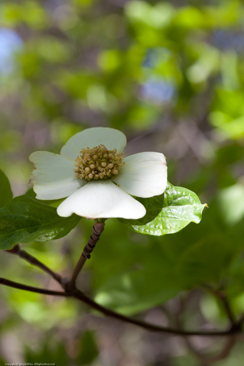 Dogwood Bloom