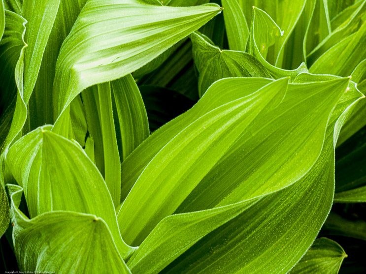 Cornflower Plant