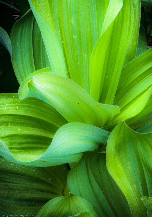 Cornflower Plant