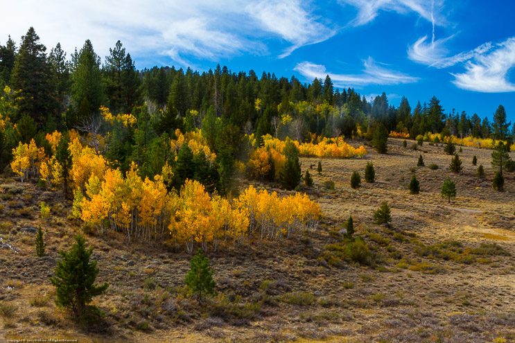 Fall Color on Monitor Pass