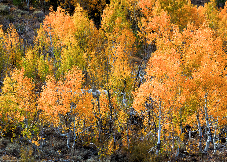 Aspen Grove in Fall