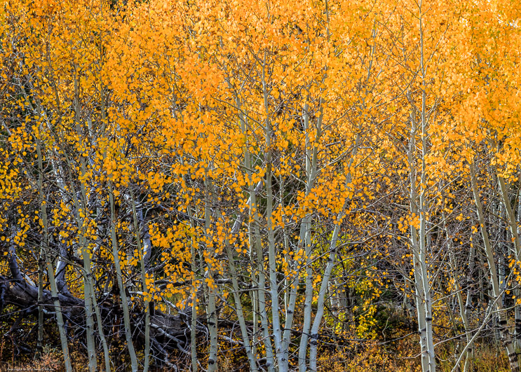 Fall Color on Monitor Pass