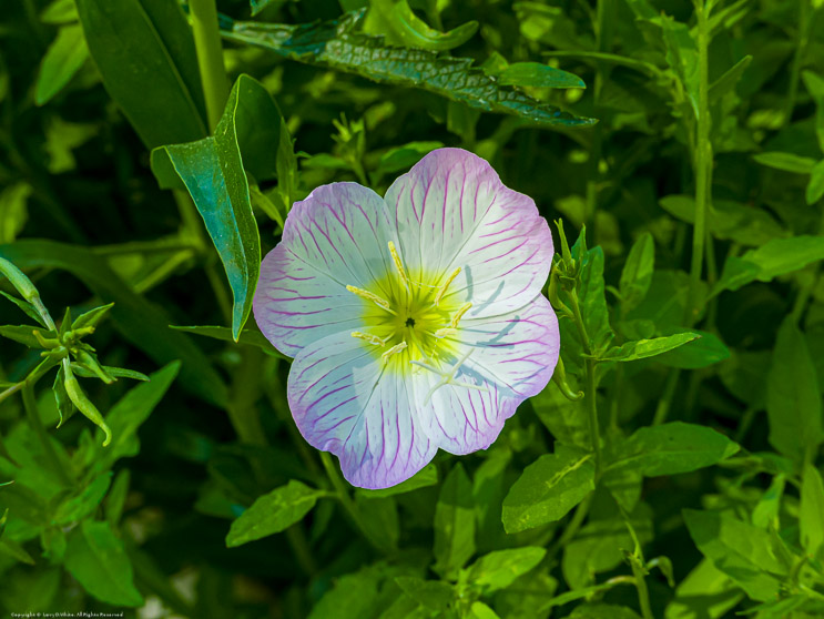 Evening Primrose