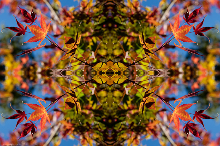 Fall Color Kaleidoscope