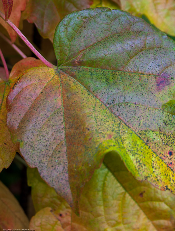 Fall color on a rainy day in Murphys