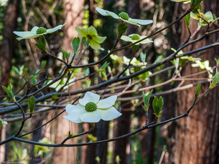 Flowering Dogwood 