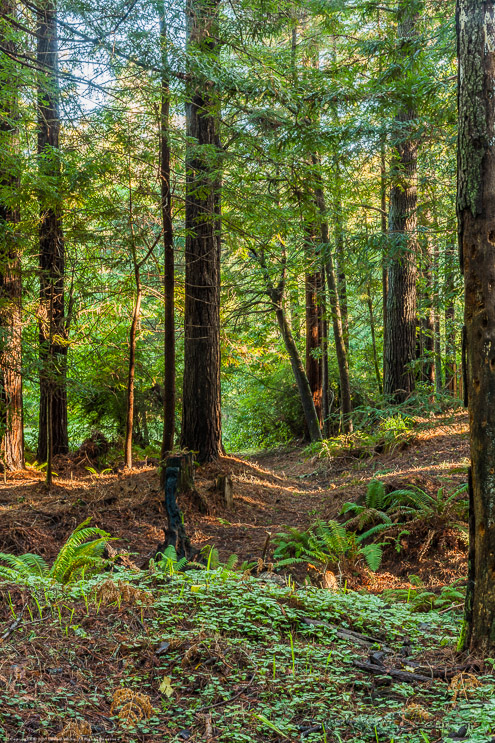 Sun Shining Through the Forest, Fort Bragg