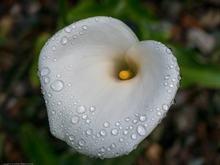 Lily after a Rain