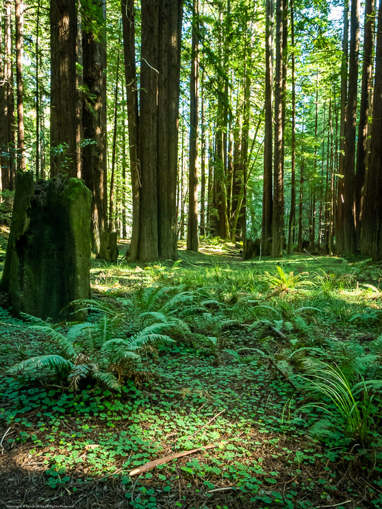 Navarro River Redwoods State Park