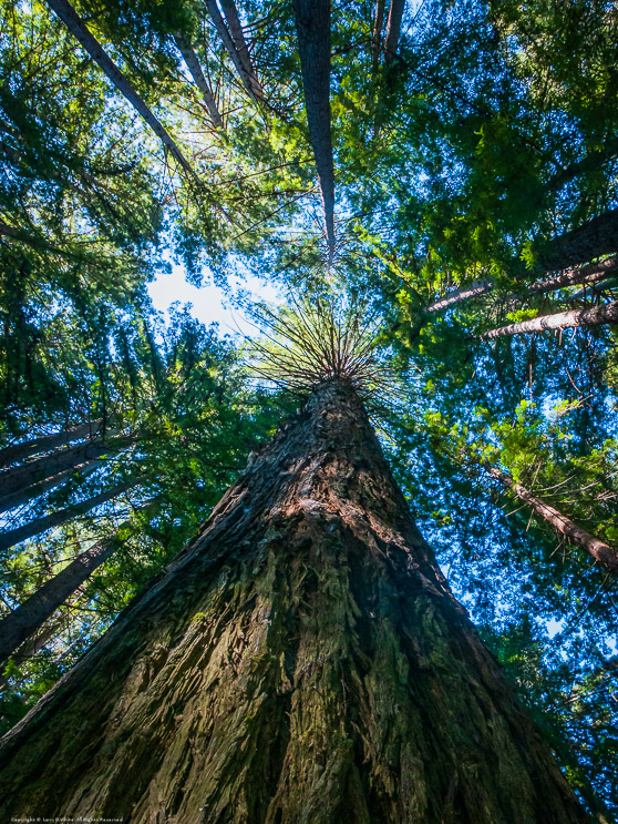 Reaching to the Sky, Fort Bragg