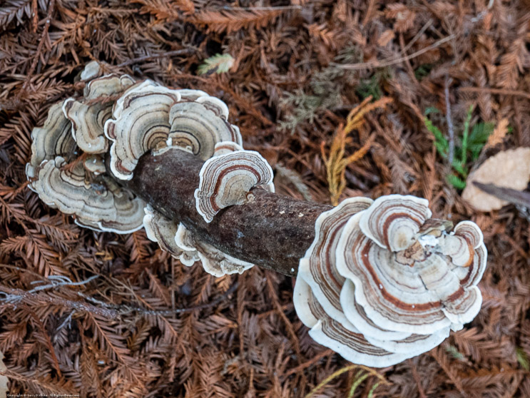 Turkey Tails, Fort Bragg