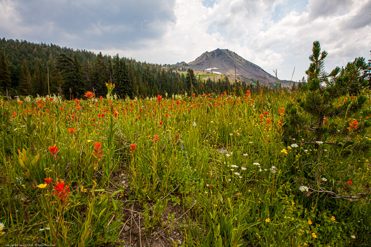 Highland Lakes Wildflowers beneath Hiram Peak
