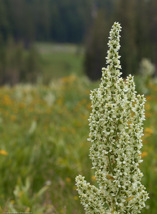 Highland Lakes Wildflowers