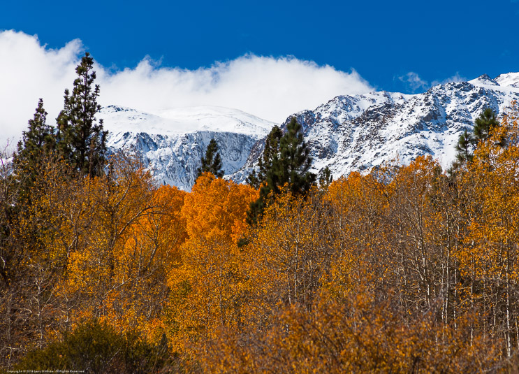 Fall Color in Lundy Canyon