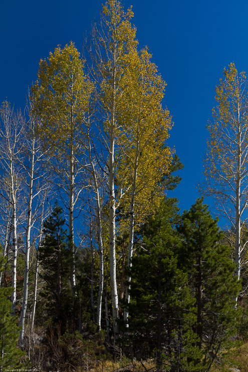 Aspens in Fall 