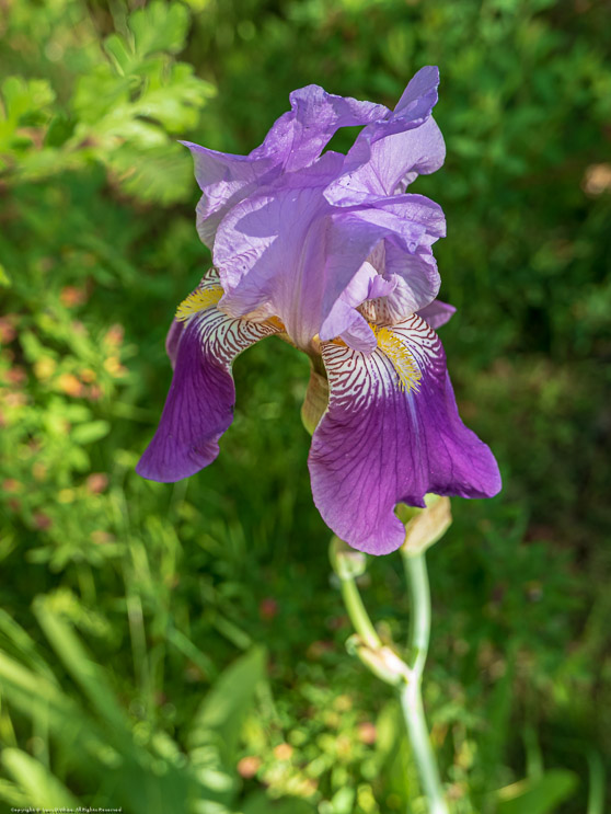 Iris in our Yard