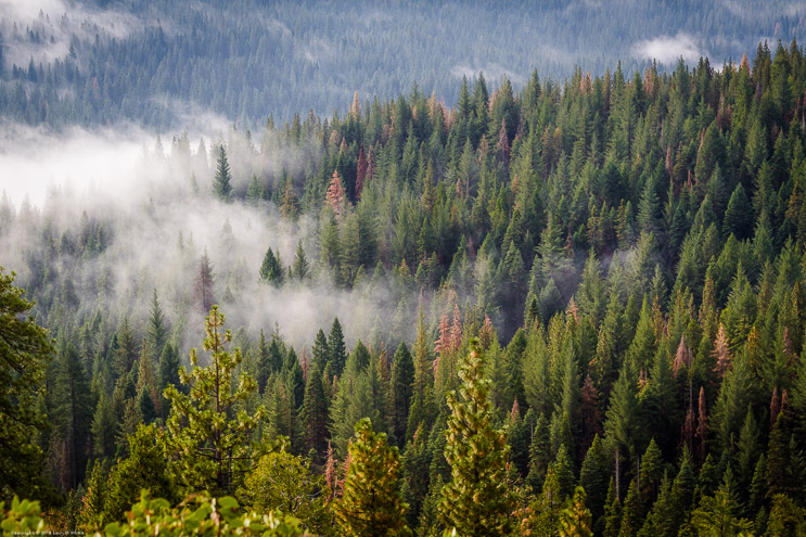 Fog and Fall Colors, Sonora Pass