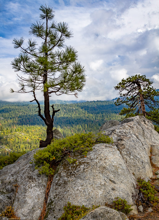 Pines and Clouds,Donnell Overlook, Sonora Pass