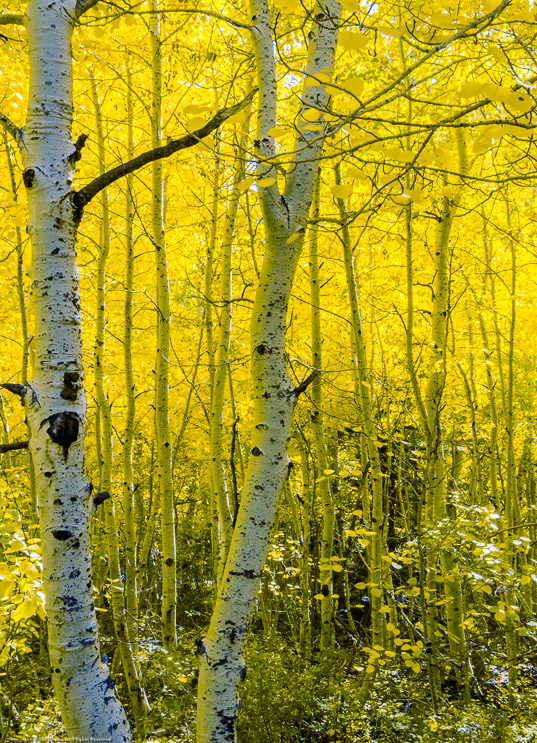 Aspens in Morning Light, Silver Lake