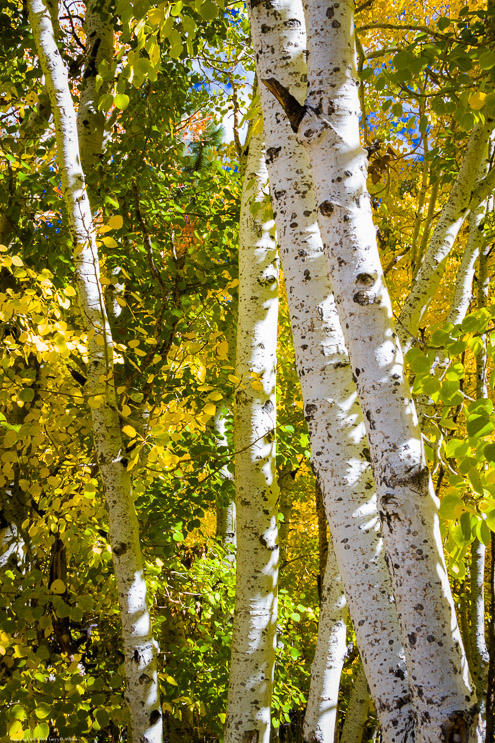 Apens in Fall, Silver Lake