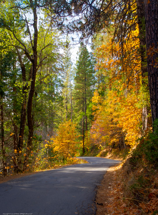 Fall Colors along Love Creek Road
