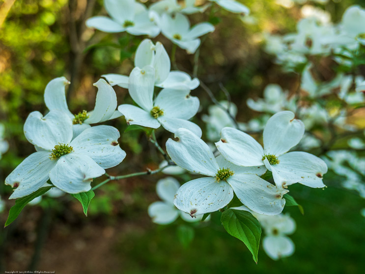 Dogwood in Bloom