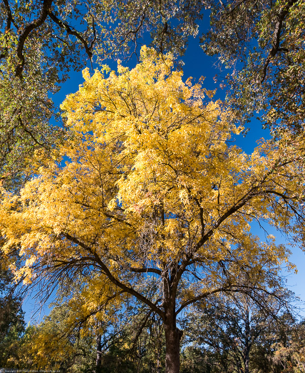 Fall Color