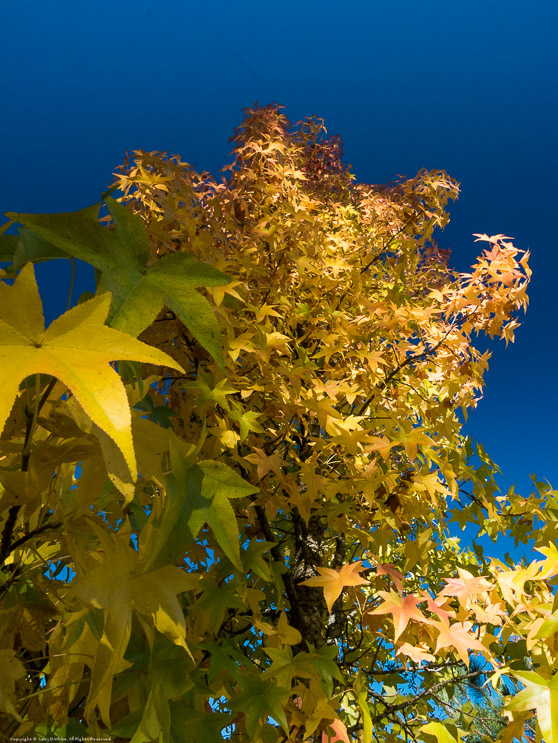 Fall Colors in Murphys