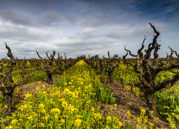 Mustard and Old Vines 