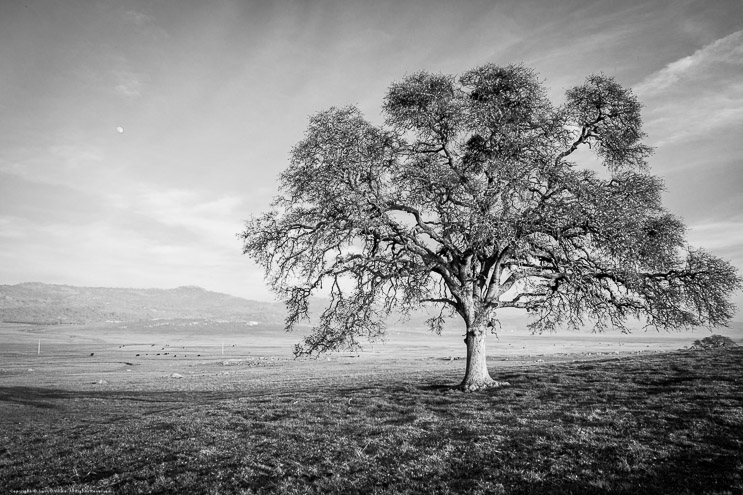 Oak on Tower Ranch, Salt Springs Road